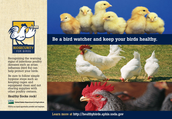 Biosecurity for Birds half page ad